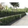 FLORASELF Venijnboom Taxus Baccata H 100-125 Cm 15 St. Ca. 6 Meter Haag -Home gereedschap DV 8 10013308 04 4c DE 20210910144757