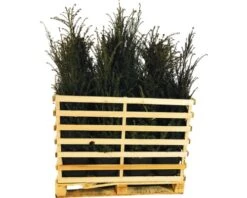 FLORASELF Venijnboom Taxus Baccata H 100-125 Cm 15 St. Ca. 6 Meter Haag -Home gereedschap DV 8 10013309 01 4c DE 20220916101658