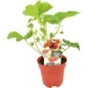 FLORASELF Aardbei Fragaria X Ananassa Elsanta Potmaat Ø 13,0 Cm H 5-15 Cm -Home gereedschap DV 8 10035614 01 4c NL 20200227141659