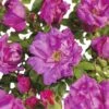 FLORASELF® Struikroos Rugosa ‘Zwerg’ Roze/violet -Home gereedschap DV 8 10065414 01 4c NL 20190423111756