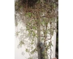 NATURE Regenpijpklimrek Groen 18x145 Cm -Home gereedschap DV 8 10116988 02 4c NL 20210429151652