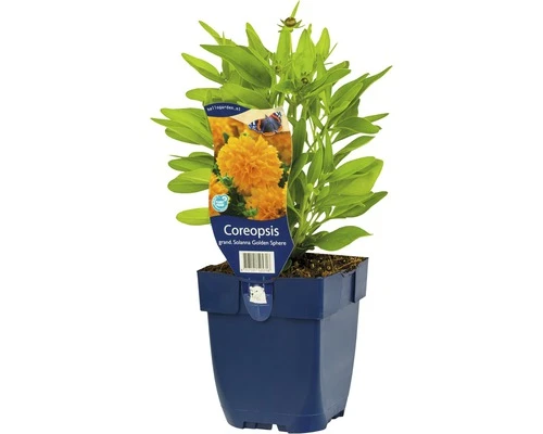 FLORASELF Meisjesogen Coreopsis Grandiflora 'Solana Gloden Sphere' Ø 11 Cm 3 FLORASELF Meisjesogen Coreopsis Grandiflora 'Solana Gloden Sphere' Ø 11 Cm
