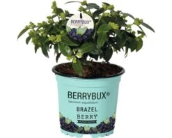 BRAZELBERRY Bosbes Vaccinium BrazelBerry ® 'Berry Bux' ® Potmaat Ø 10 Cm H 10-12 Cm -Home gereedschap DV 8 10171456 01 4c DE 20210630094652