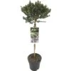 FLORASELF® Dwergmirte Op Stam Myrtus Communis Tarentina -Home gereedschap DV 8 10186542 01 4c NL 20191102211656