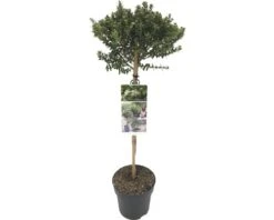 FLORASELF® Dwergmirte Op Stam Myrtus Communis Tarentina