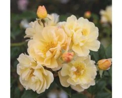 Roos Rosa 'Sunny Siluetta' Potmaat Ø 23,0 Cm H 60-80 Cm