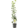 FLORASELF Witte Druif Vitis 'Solaris' Potmaat Ø 24 Cm H 150 Cm -Home gereedschap DV 8 10262207 01 4c NL 20220507221701