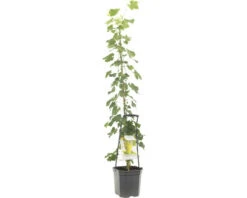 FLORASELF Witte Druif Vitis 'Solaris' Potmaat Ø 24 Cm H 150 Cm