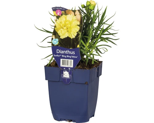 FLORASELF Anjer Dianthus 'Sunflor® Yellow Bling Bling' Potmaat Ø 11 Cm H 5-30 Cm 3 FLORASELF Anjer Dianthus 'Sunflor® Yellow Bling Bling' Potmaat Ø 11 Cm H 5-30 Cm