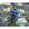 BRAZELBERRY Blauwe Bes Vaccinium BrazelBerry ® 'Perpetua' ® H 20-25 Cm -Home gereedschap DV 8 10357681 01 4c DE 20201222051655