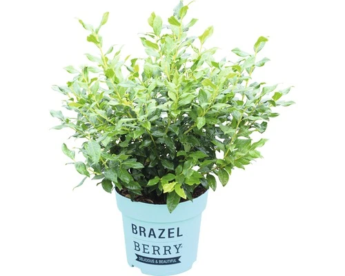 BRAZELBERRY Blauwe Bes Vaccinium BrazelBerry ® 'Perpetua' ® H 20-25 Cm 4 BRAZELBERRY Blauwe Bes Vaccinium BrazelBerry ® 'Perpetua' ® H 20-25 Cm - Afbeelding 2
