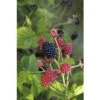 BRAZELBERRY Braam Rubus BrazelBerry ® 'Baby Cakes' ® H 25-30 Cm -Home gereedschap DV 8 10357682 01 4c DE 20201222051655