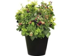 BRAZELBERRY Braam Rubus BrazelBerry ® 'Baby Cakes' ® H 25-30 Cm -Home gereedschap DV 8 10357682 02 4c DE 20220114161651