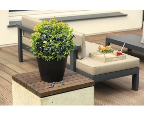 BRAZELBERRY Blauwe Bes Vaccinium BrazelBerry ® 'Jelly Bean' ® H 20-25 Cm 4 BRAZELBERRY Blauwe Bes Vaccinium BrazelBerry ® 'Jelly Bean' ® H 20-25 Cm - Afbeelding 2