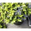BRAZELBERRY Blauwe Bes Vaccinium BrazelBerry ® 'Jelly Bean' ® H 20-25 Cm -Home gereedschap DV 8 10357687 02 4c DE 20201222051655