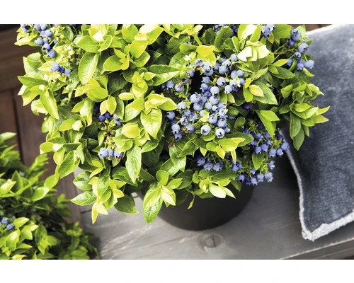 BRAZELBERRY Blauwe Bes Vaccinium BrazelBerry ® 'Jelly Bean' ® H 20-25 Cm 3 BRAZELBERRY Blauwe Bes Vaccinium BrazelBerry ® 'Jelly Bean' ® H 20-25 Cm