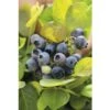 BRAZELBERRY Blauwe Bes Vaccinium BrazelBerry ® 'Pink Breeze' ® H 20-25 Cm