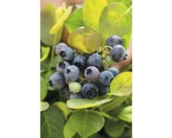 BRAZELBERRY Blauwe Bes Vaccinium BrazelBerry ® 'Pink Breeze' ® H 20-25 Cm