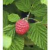 BRAZELBERRY Framboos Rubus BrazelBerry ® 'Raspberry Shortcake' ® H 25-30 Cm -Home gereedschap DV 8 10357690 01 4c DE 20201222051655