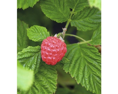 BRAZELBERRY Framboos Rubus BrazelBerry ® 'Raspberry Shortcake' ® H 25-30 Cm 3 BRAZELBERRY Framboos Rubus BrazelBerry ® 'Raspberry Shortcake' ® H 25-30 Cm