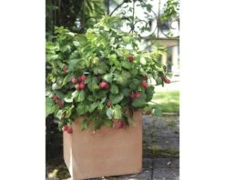 BRAZELBERRY Framboos Rubus BrazelBerry ® 'Raspberry Shortcake' ® H 25-30 Cm 7 BRAZELBERRY Framboos Rubus BrazelBerry ® 'Raspberry Shortcake' ® H 25-30 Cm -Home gereedschap DV 8 10357690 02 4c DE 20220114161651