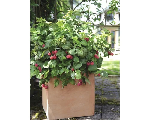 BRAZELBERRY Framboos Rubus BrazelBerry ® 'Raspberry Shortcake' ® H 25-30 Cm 5 BRAZELBERRY Framboos Rubus BrazelBerry ® 'Raspberry Shortcake' ® H 25-30 Cm - Afbeelding 3