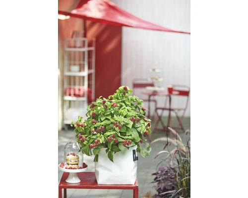 BRAZELBERRY Framboos Rubus BrazelBerry ® 'Raspberry Shortcake' ® H 25-30 Cm 4 BRAZELBERRY Framboos Rubus BrazelBerry ® 'Raspberry Shortcake' ® H 25-30 Cm - Afbeelding 2