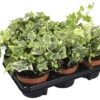 Planten Set Klimop Hedera Helix 'Goldchild' Geel-groen Potmaat Ø 13 Cm H 10-20 Cm 6-pack -Home gereedschap DV 8 10458753 03 4c DE 20210715051659
