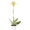 FLORASELF Vrouwenschoentje Paphiopedelum Femma Potmaat Ø 9 Cm H 30-35 Cm -Home gereedschap DV 8 2302229 02 4c DE 20191011154750