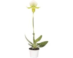 FLORASELF Vrouwenschoentje Paphiopedelum Femma Potmaat Ø 9 Cm H 30-35 Cm