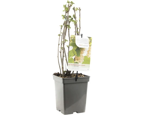 FLORASELF Witte Aalbes Ribes Rubrum 'White Pearl' Potmaat Ø 18 Cm H 25 Cm 4 FLORASELF Witte Aalbes Ribes Rubrum 'White Pearl' Potmaat Ø 18 Cm H 25 Cm - Afbeelding 2