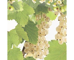 FLORASELF Witte Aalbes Ribes Rubrum 'White Pearl' Potmaat Ø 18 Cm H 25 Cm 7 FLORASELF Witte Aalbes Ribes Rubrum 'White Pearl' Potmaat Ø 18 Cm H 25 Cm -Home gereedschap DV 8 5736922 02 4c NL 20210225131659