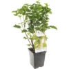 FLORASELF Witte Aalbes Ribes Rubrum 'White Pearl' Potmaat Ø 18 Cm H 25 Cm -Home gereedschap DV 8 5736922 03 4c NL 20210226082644