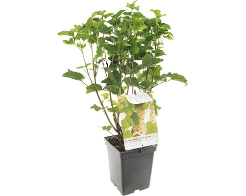 FLORASELF Witte Aalbes Ribes Rubrum 'White Pearl' Potmaat Ø 18 Cm H 25 Cm 3 FLORASELF Witte Aalbes Ribes Rubrum 'White Pearl' Potmaat Ø 18 Cm H 25 Cm