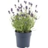 FLORASELF® Lavendel Lavandula Angustifolia Potmaat Ø 12 Cm 2 FLORASELF® Lavendel Lavandula Angustifolia Potmaat Ø 12 Cm -Home gereedschap DV 8 5989123 02 4c DE 20210609101657
