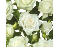 FLORASELF Struikroos Rosa 'Sherwood Forest' Potmaat Ø 14 Cm H 5-10 Cm