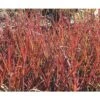 FLORASELF Baardgras Andropogon Gerardii 'Red October' Potmaat Ø 19 Cm H 20-100 Cm -Home gereedschap DV 8 6008879 01 4c DE 20210111091757