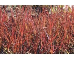 FLORASELF Baardgras Andropogon Gerardii 'Red October' Potmaat Ø 19 Cm H 20-100 Cm