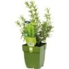 Rozemarijn Rosmarinus Officinalis Potmaat Ø 11.0 Cm H 5-20 Cm 1 Rozemarijn Rosmarinus Officinalis Potmaat Ø 11.0 Cm H 5-20 Cm -Home gereedschap DV 8 7013848 02 4c DE 20200213214657
