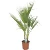 FLORASELF Mexicaanse Waaierpalm Washingtonia Robusta Potmaat Ø 21 Cm H 80 Cm -Home gereedschap DV 8 7030745 01 4c DE 20180307182051