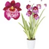 FLORASELF Orchidee Miltonia 'Newton Falls' Potmaat Ø 12 Cm H 40-50 Cm -Home gereedschap DV 8 7111041 04 4c RO 20210610101751