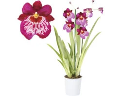 FLORASELF Orchidee Miltonia 'Newton Falls' Potmaat Ø 12 Cm H 40-50 Cm