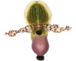 Orchidee Paphiopedilum Pinocchio Potmaat Ø 12 Cm H 30-35 Cm -Home gereedschap DV 8 7111053 01 4c NL 20220602051650