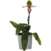 Orchidee Paphiopedilum Pinocchio Potmaat Ø 12 Cm H 30-35 Cm -Home gereedschap DV 8 7111053 03 4c NL 20220602084756