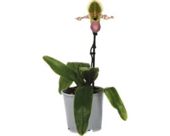 Orchidee Paphiopedilum Pinocchio Potmaat Ø 12 Cm H 30-35 Cm
