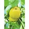 FLORASELF® Appelboom Malus Domestica Starline ® 'Garden Fontain' -Home gereedschap DV 8 7261865 01 4c DE 20200716205224