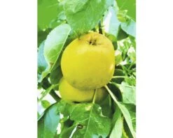FLORASELF® Appelboom Malus Domestica Starline ® 'Garden Fontain'
