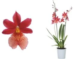 FLORASELF® Orchidee Cambria Burrageara "Nelly Isler" Rood Potmaat Ø 12 Cm -Home gereedschap DV 8 7565704 02 4c DE 20161203211737