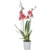FLORASELF® Orchidee Cambria Burrageara "Nelly Isler" Rood Potmaat Ø 12 Cm -Home gereedschap DV 8 7565704 03 4c DE 20161203211737
