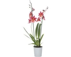 FLORASELF® Orchidee Cambria Burrageara "Nelly Isler" Rood Potmaat Ø 12 Cm